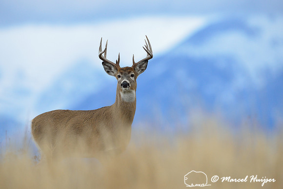White-tailed deer buck (Odocoileus virginianus), Montana, USA