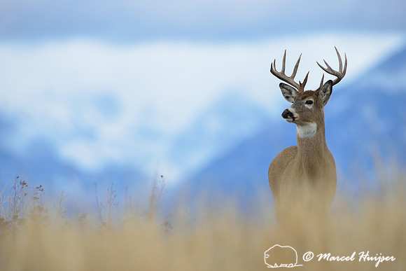 White-tailed deer buck (Odocoileus virginianus), Montana, USA