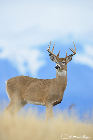 White-tailed deer buck (Odocoileus virginianus), Montana, USA