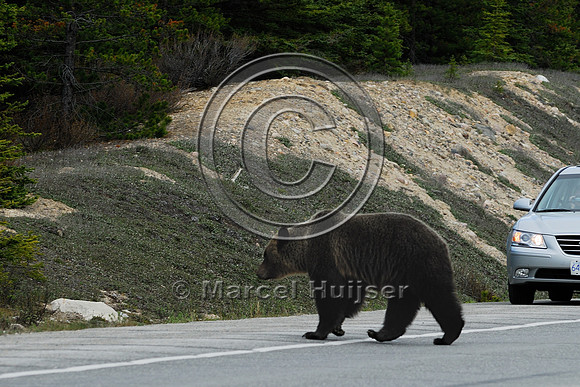Grizzly bear (Ursus arctos) crossing road with traffic, AB