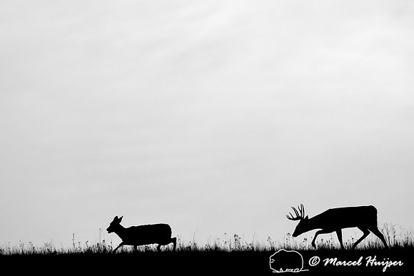 White-tailed deer (Odocoileus virginianus) buck silhouetted on a hill, Montana, USA