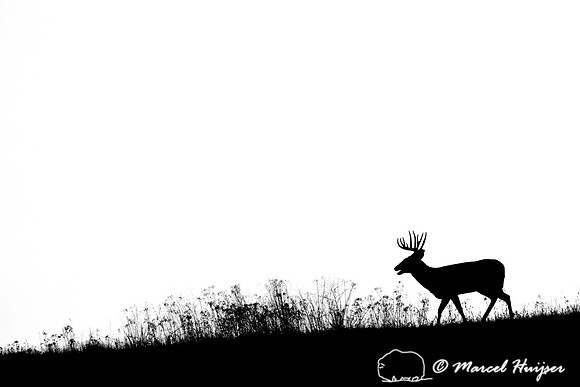 White-tailed deer (Odocoileus virginianus) buck silhouetted on a hill, Montana, USA
