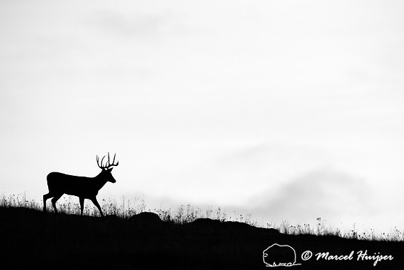 White-tailed deer (Odocoileus virginianus) buck silhouetted on a hill, Montana, USA