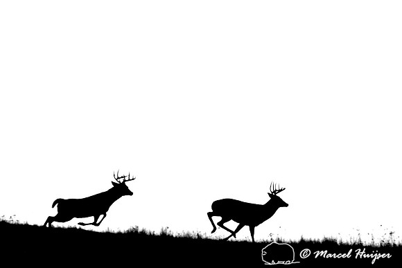 White-tailed deer (Odocoileus virginianus) bucks chasing each other, Montana, USA