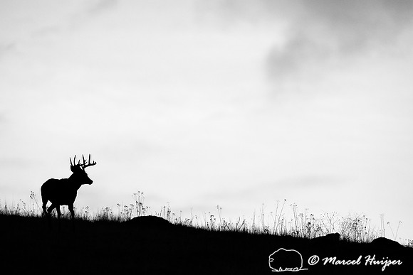 White-tailed deer (Odocoileus virginianus) buck silhouetted on a hill, Montana, USA