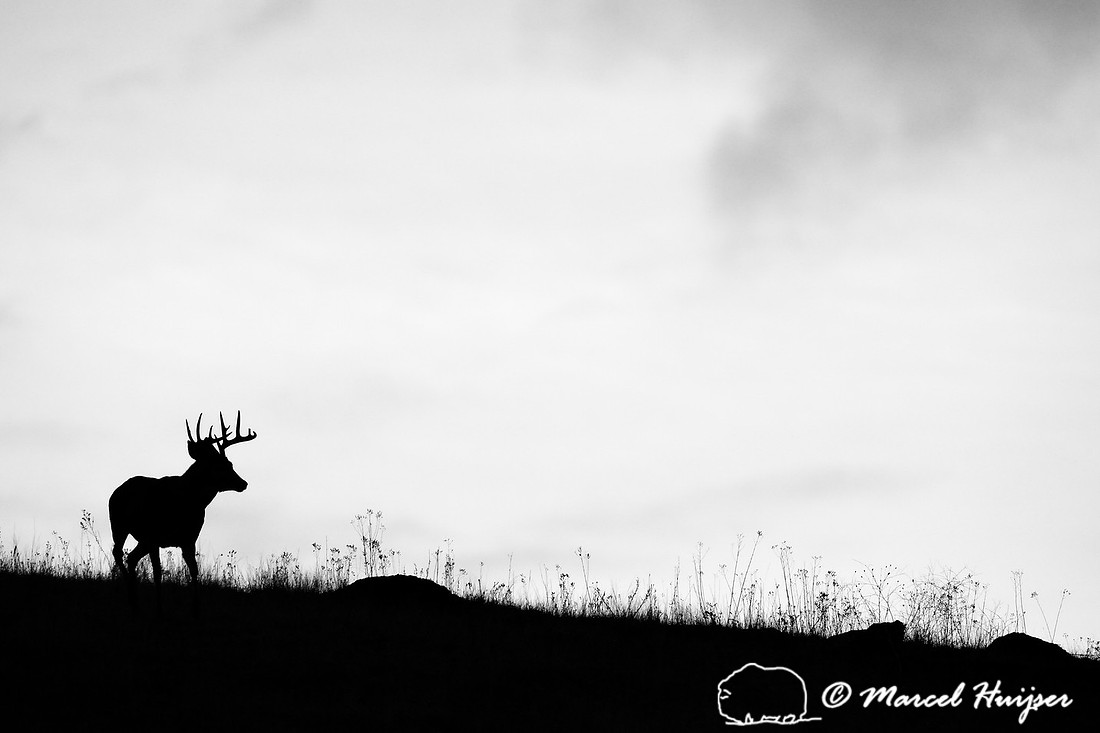 White-tailed deer (Odocoileus virginianus) buck silhouetted on a hill, Montana, USA