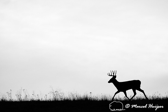 White-tailed deer (Odocoileus virginianus) buck silhouetted on a hill, Montana, USA