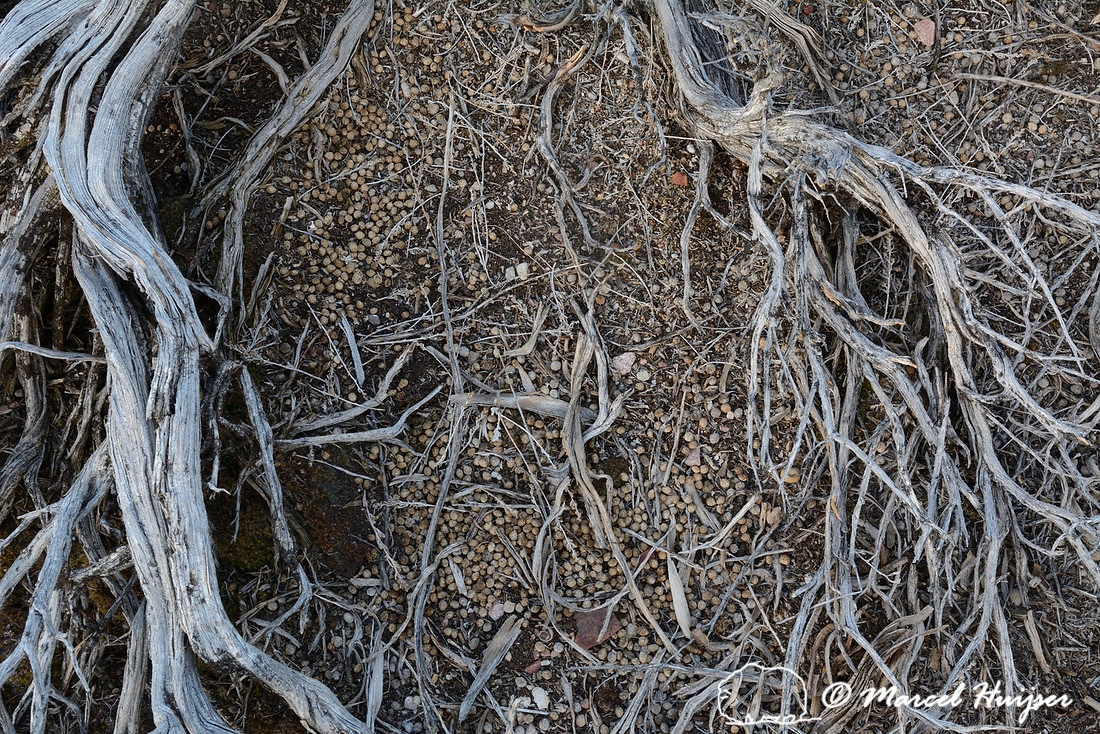 Fecal pellets of pygmy rabbit (Brachylagus idahoensis), Montana, USA