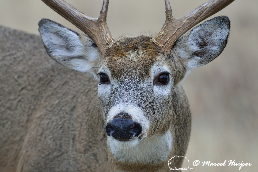Montana wildlife: Close-up of White-tailed deer (Odocoileus virginianus) buck. 