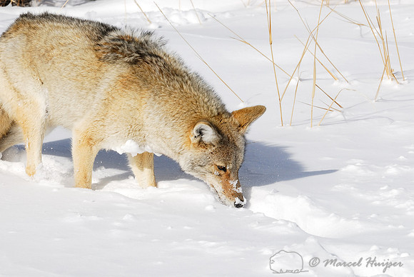 Coyote (Canis latrans) in the snow, Wyoming, USA