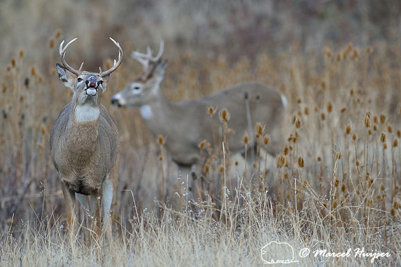 Young white-tailed deer buck (Odocoileus virginianus)  displaying flehmen reaction