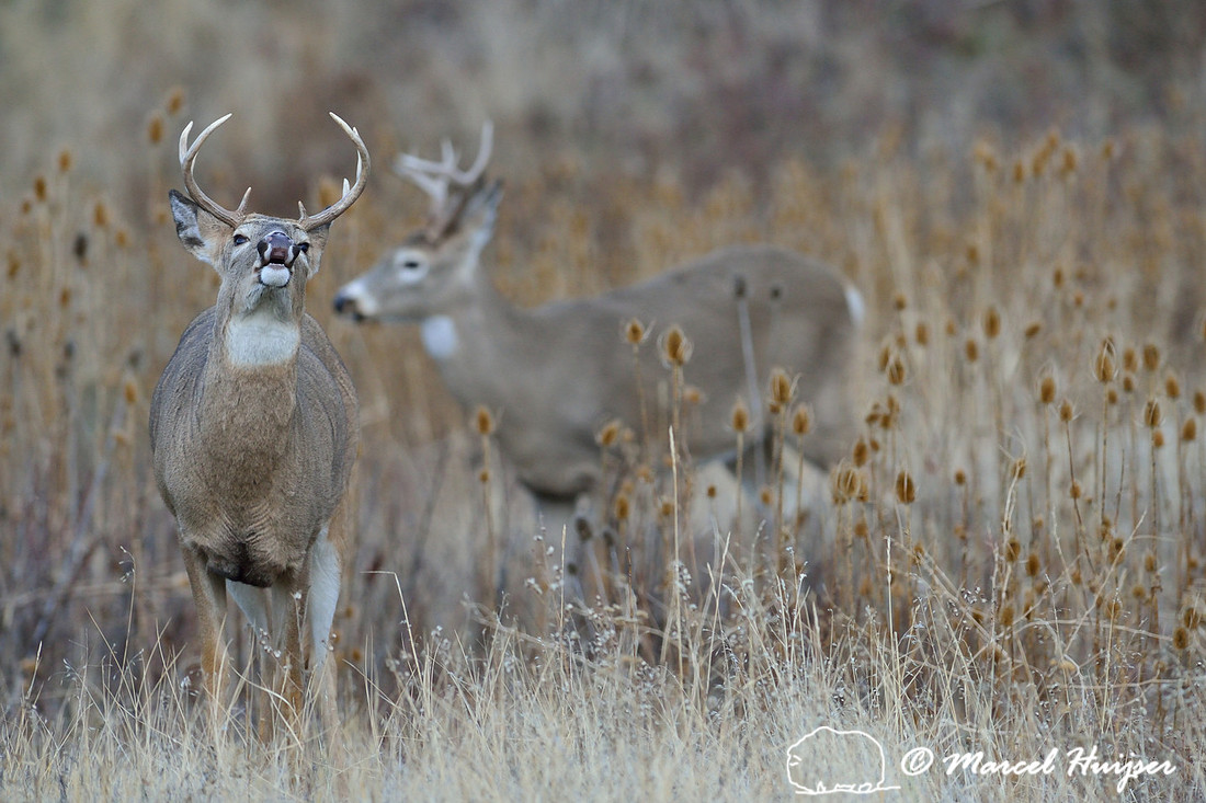Young white-tailed deer buck (Odocoileus virginianus)  displaying flehmen reaction