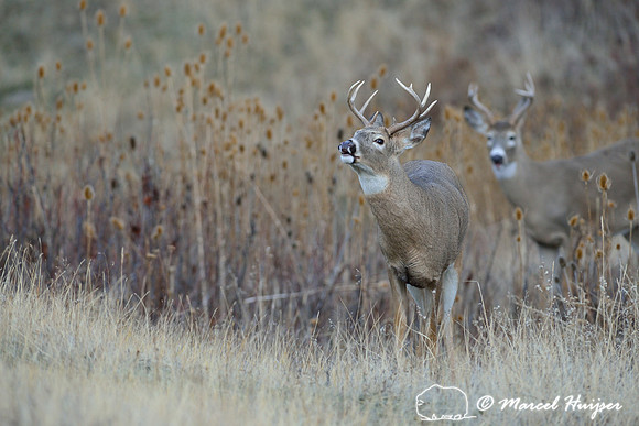 Young white-tailed deer buck (Odocoileus virginianus)  displaying flehmen reaction