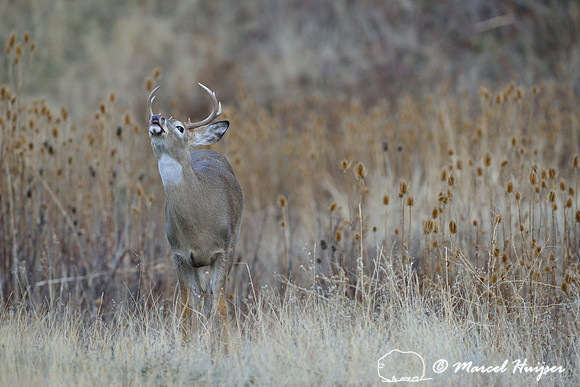 Young white-tailed deer buck (Odocoileus virginianus)  displaying flehmen reaction
