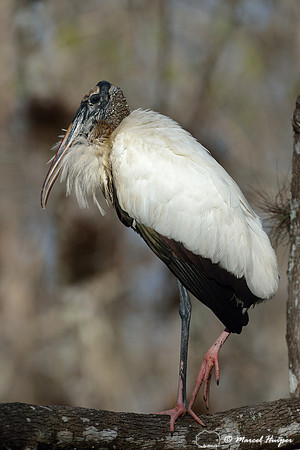 Wood stork (Mycteria americana), Big Cypress National Preserve, Florida, USA