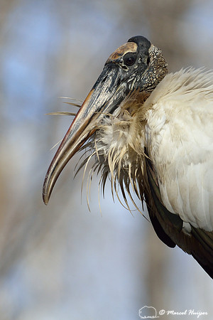 Wood stork (Mycteria americana), Big Cypress National Preserve, Florida, USA