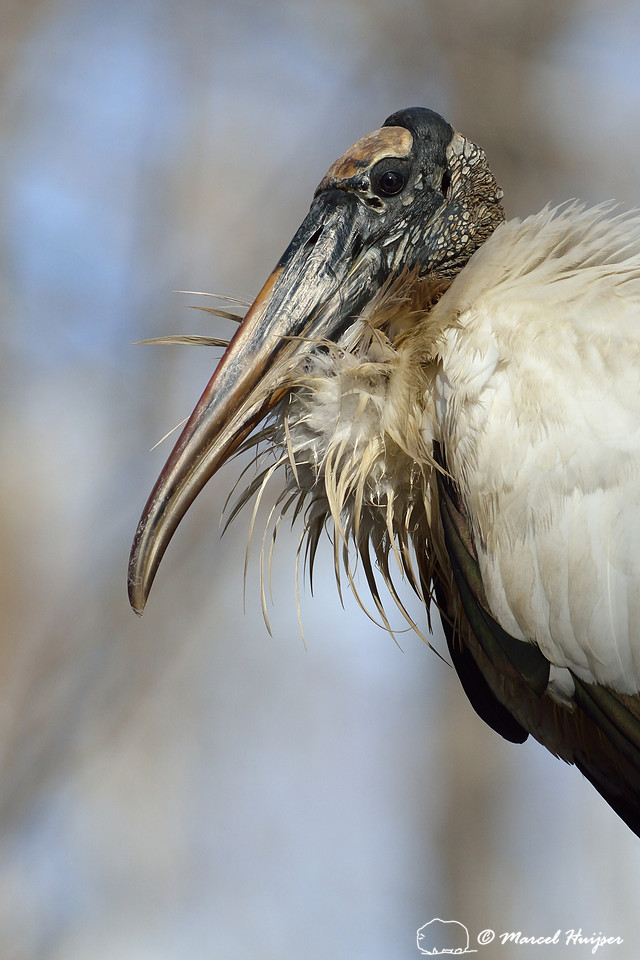 Wood stork (Mycteria americana), Big Cypress National Preserve, Florida, USA