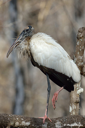 Wood stork (Mycteria americana), Big Cypress National Preserve, Florida, USA