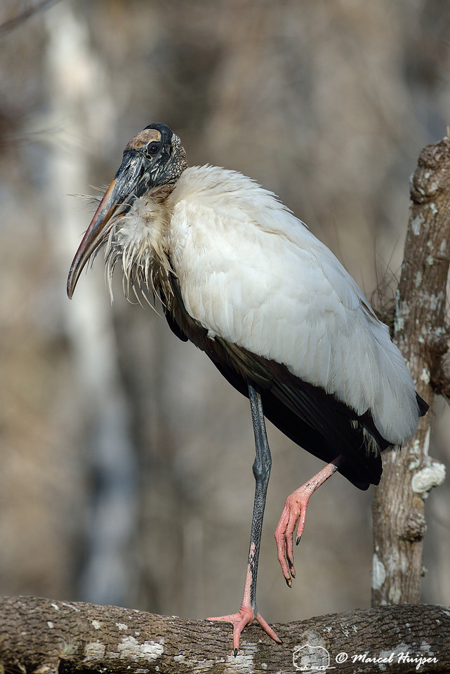 Wood stork (Mycteria americana), Big Cypress National Preserve, Florida, USA