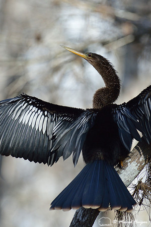 Anhinga (Anhinga anhinga), Big Cypress National Preserve, Florida, USA