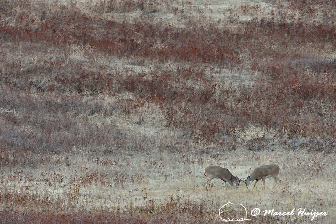 Young white-tailed deer (Odocoileus virginianus) fighting, Montana, USA