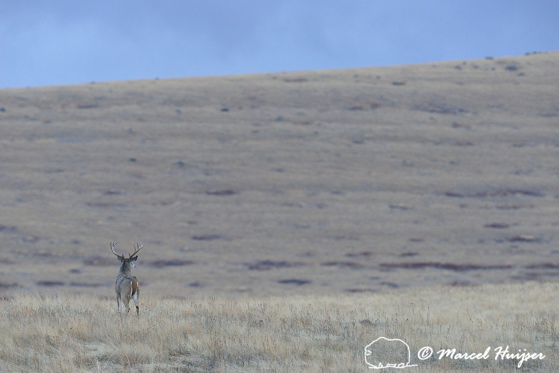 Montana wildlife: White-tailed buck (Odocoileus virginianus) looking across grasslands