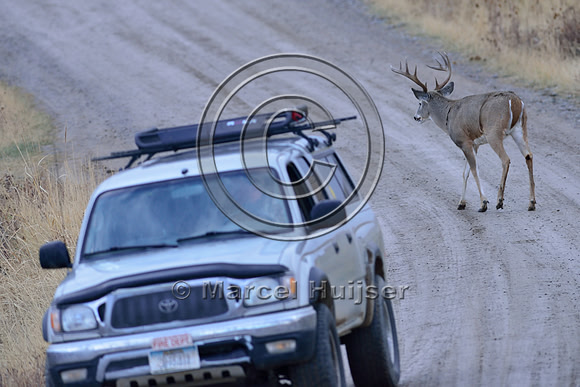 _DSC2191 White-tailed deer (Odocoileus virginianus) buck on dirt road with car, Montana, USA