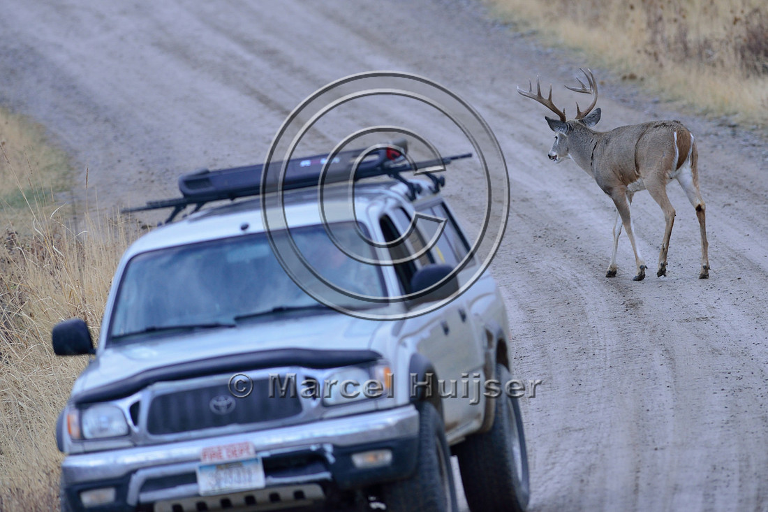 White-tailed deer (Odocoileus virginianus) buck on dirt road with car