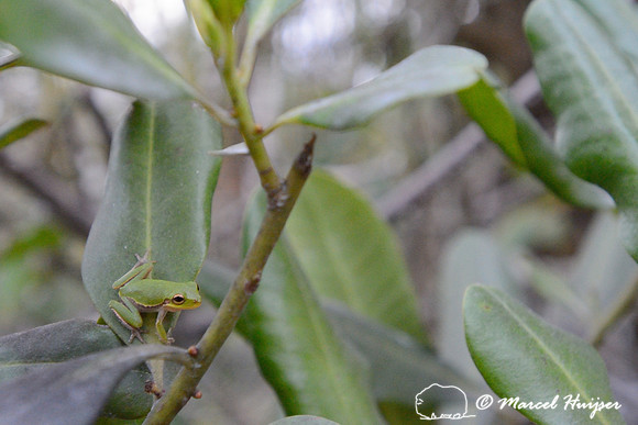 Squirrel tree frog (Hyla squirella), Big Cypress National Preserve, Florida, USA
