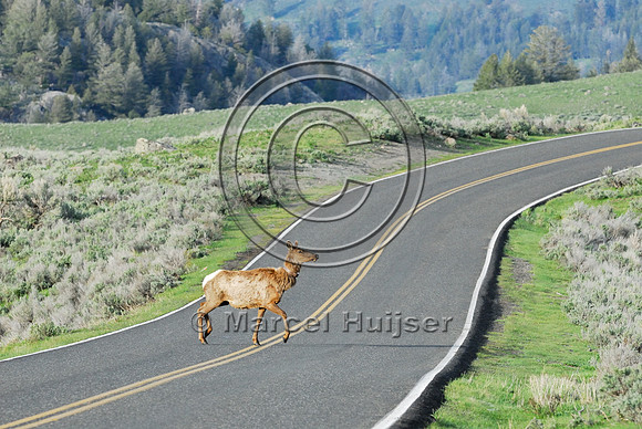 Elk (Cervus canadensis) approaching and crossing road, WY