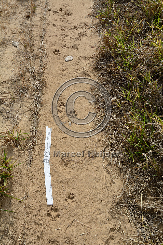 Tracks of maned wolf (Chrysocyon brachyurus) on dirt road, Itirapina Ecological Research Station (Estação Ecológica de Itirapina), near Itirapina, São Paulo, Brazil
