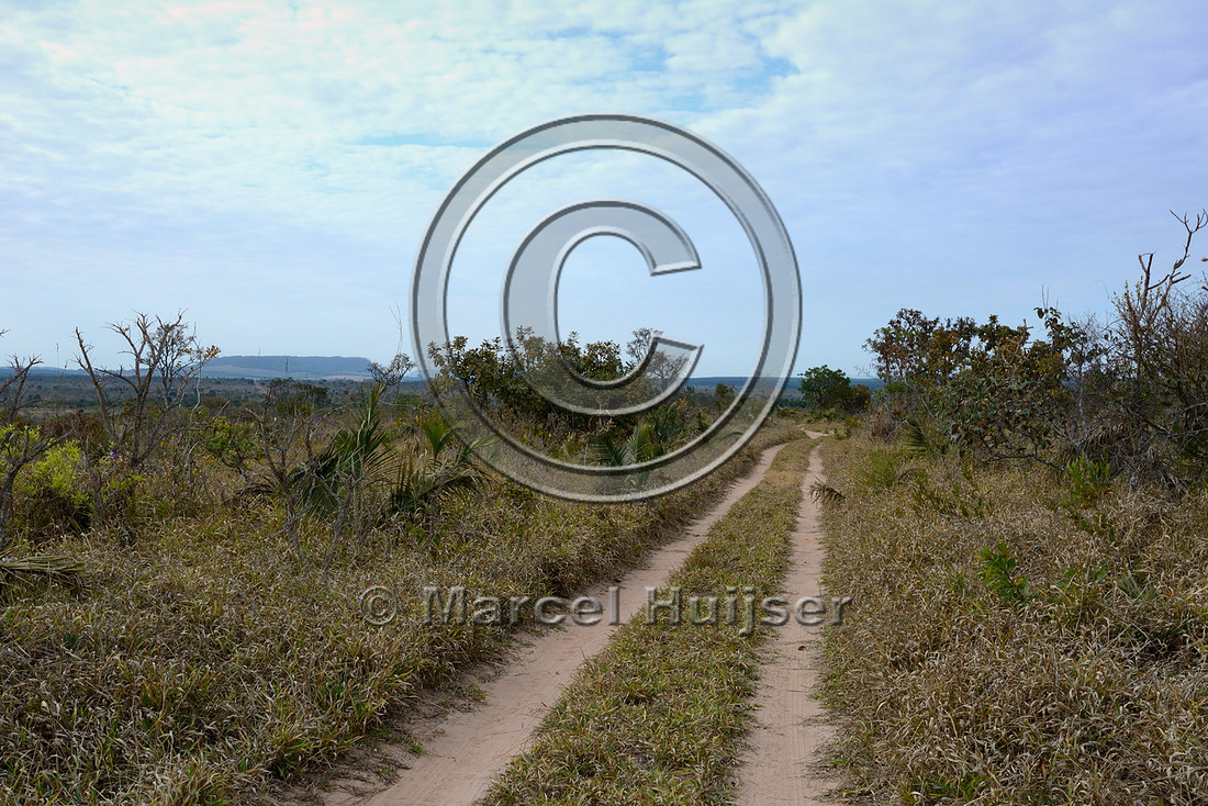 Dirt road in the Itirapina Ecological Research Station (Estação Ecológica de Itirapina), near Itirapina, São Paulo, Brazil