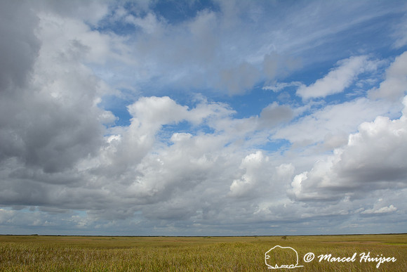 The Everglades, near Shark Valley, Florida, USA