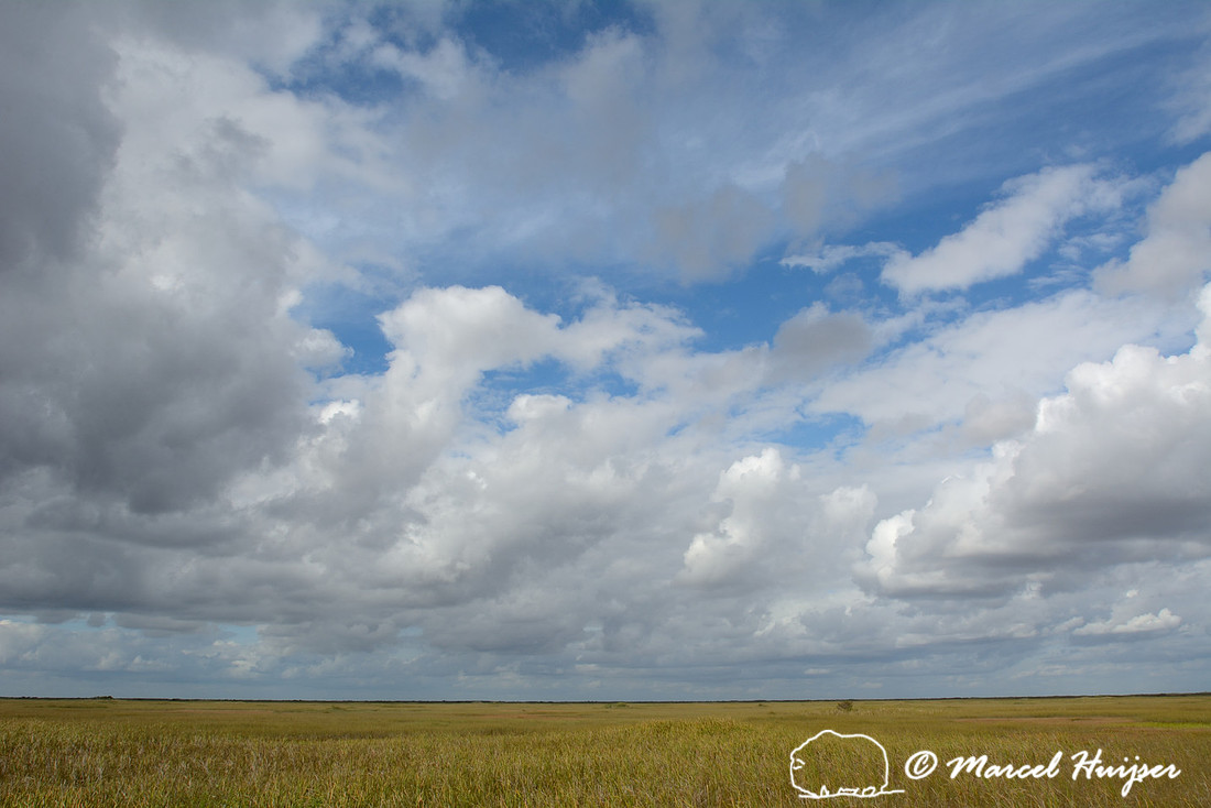 The Everglades, near Shark Valley, Florida, USA