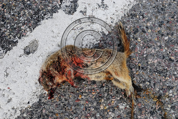Uinta ground squirrel (Urocitellus armatus) roadkill, Hwy 278, west of Dillon, Montana, USA