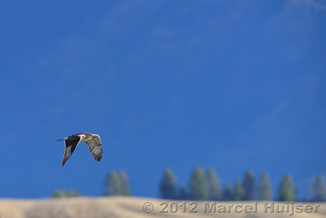 Montana wildlife: Ferruginous hawk (Buteo regalis), near Missoula, Montana
