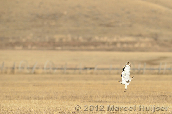Ferruginous hawk (Buteo regalis), near Missoula, Montana