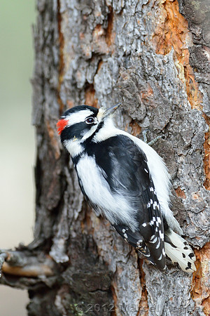Downy Woodpecker (Picoides pubescens), Montana, USA