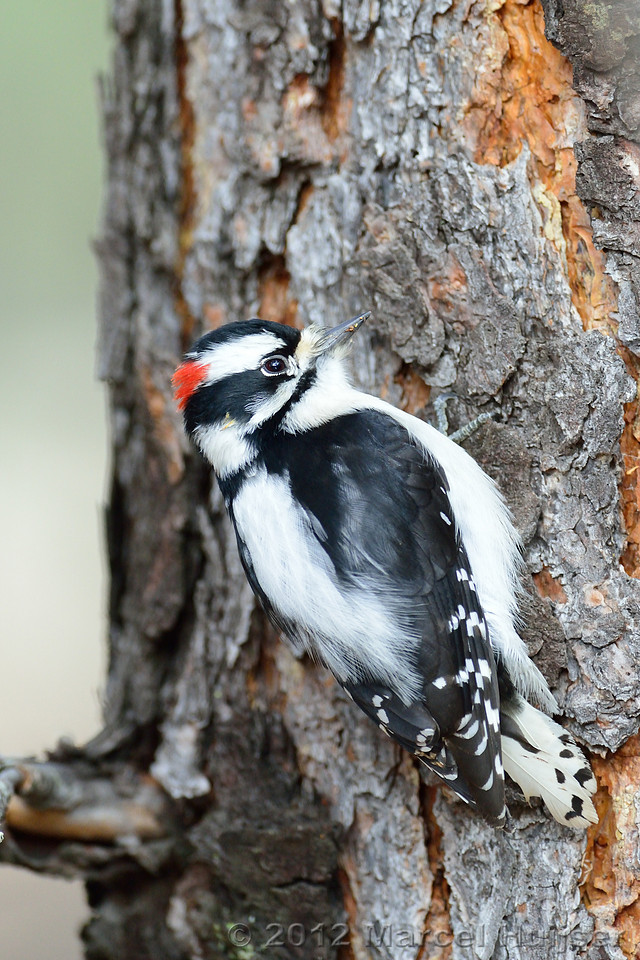 Downy Woodpecker (Picoides pubescens), Montana, USA.