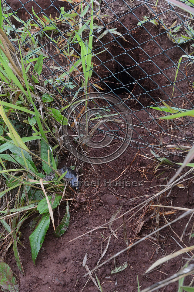 An animal (probably a nine-banded armadillo (Dasypus novemcinctus)) dug a gap under a wildlife fence, burrow is visible on road side of the fence, SP-225 motorway, near Brotas, São Paulo, Brazil