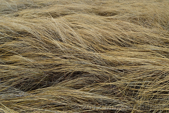 Grasses, Maclay Flat, Missoula, Montana, USA
