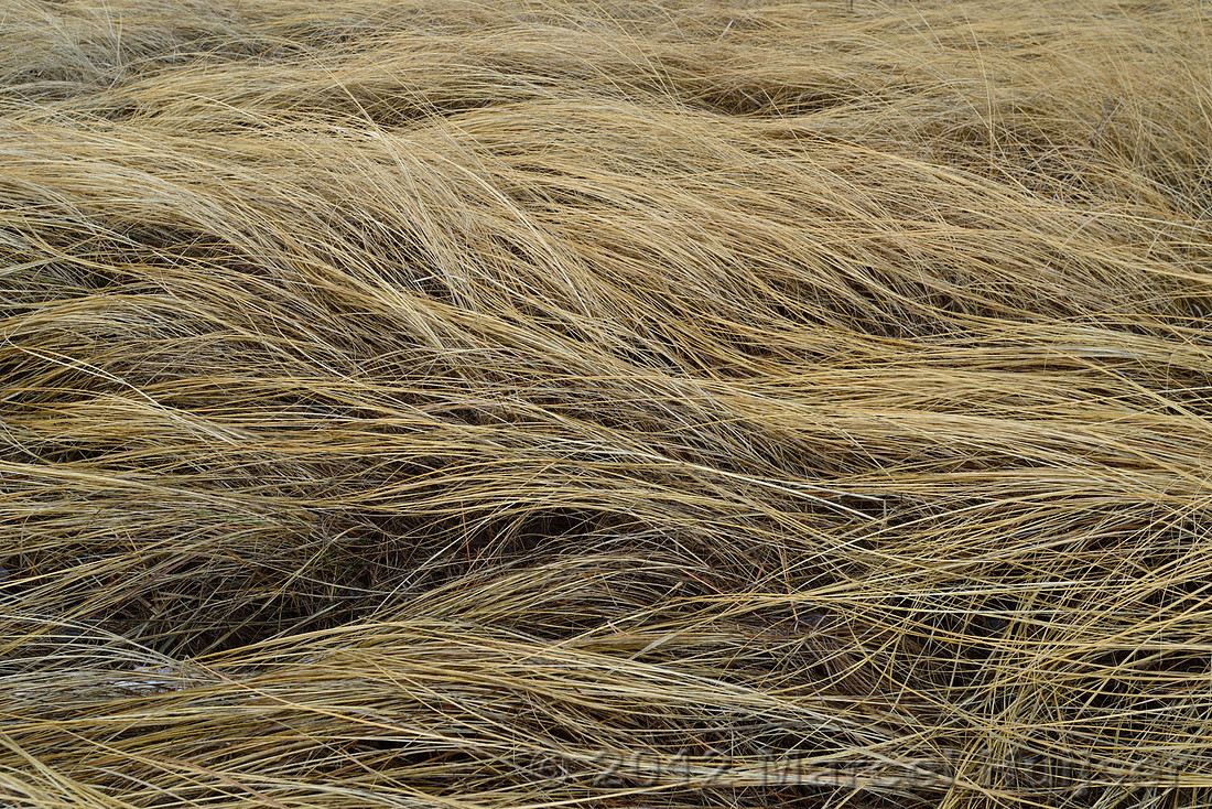 Grasses, Maclay Flat, Missoula, Montana, USA