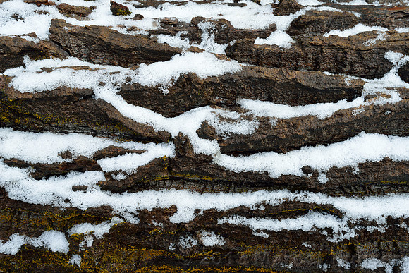 Snow on bark of fallen tree, Maclay Flat, Missoula, Montana, USA