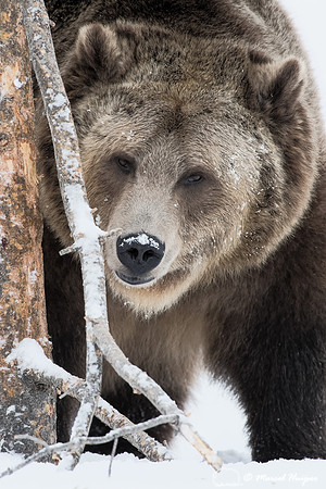 Grizzly bear (Ursus arctos) in the snow, Montana, USA (captive a