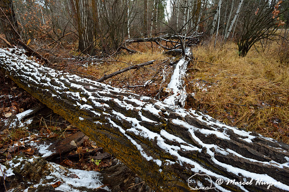 Fallen cottonwood tree with snow on bark, Maclay Flat, Missoula, Montana, USA