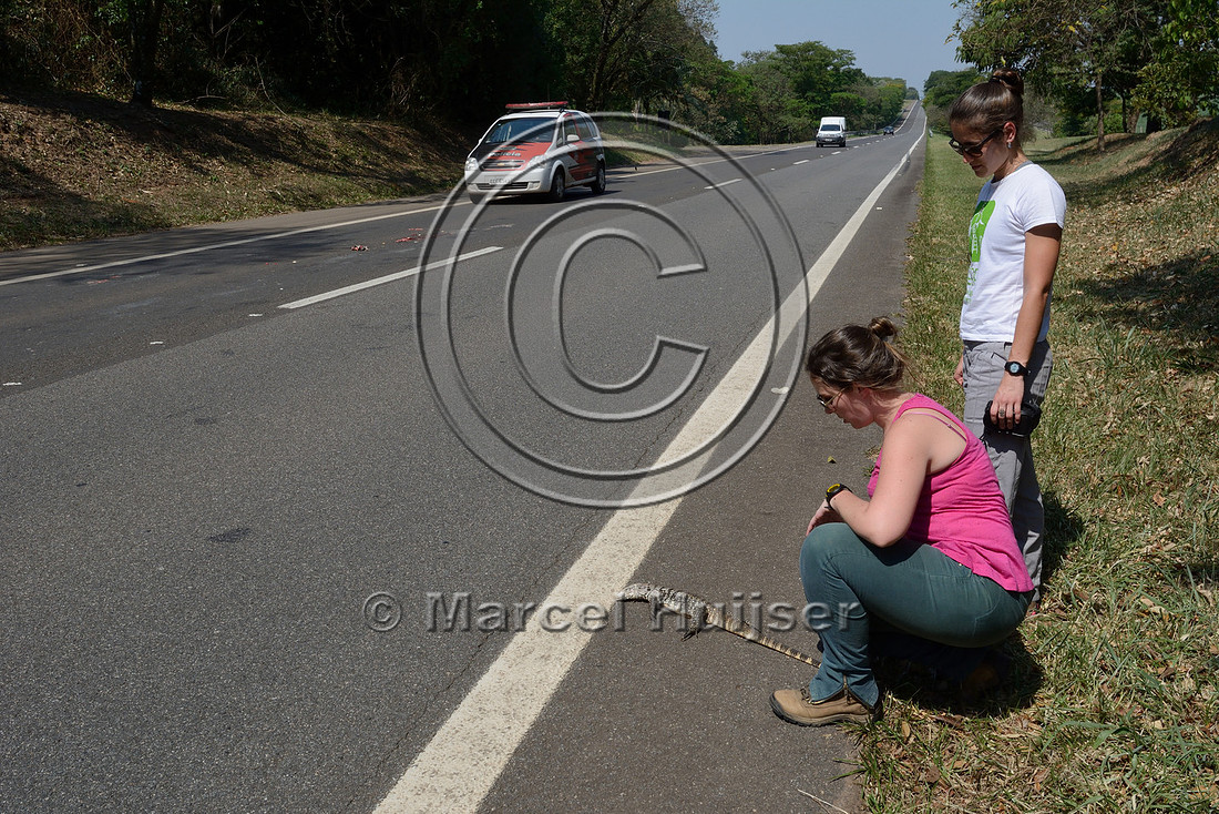 Argentine black and white tegu (Salvator merianae) roadkill, SP-225 motorway, São Paulo, Brazil