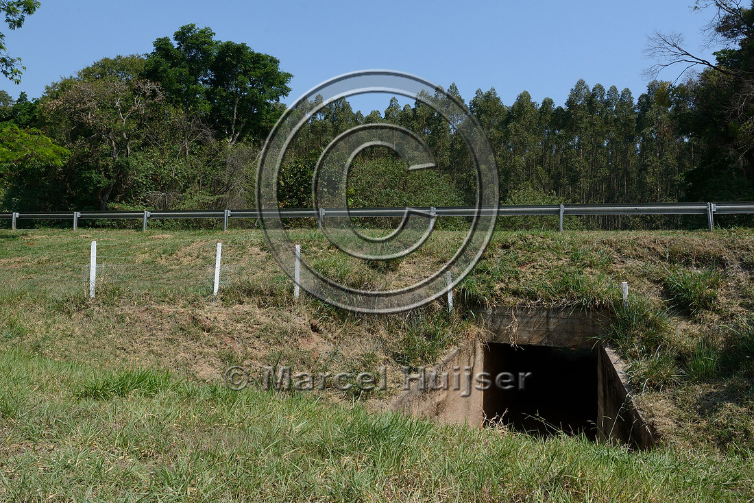 Wildlife underpass that is not level with the surrounding landscape, SP-225, near Brotas, São Paulo, Brazil