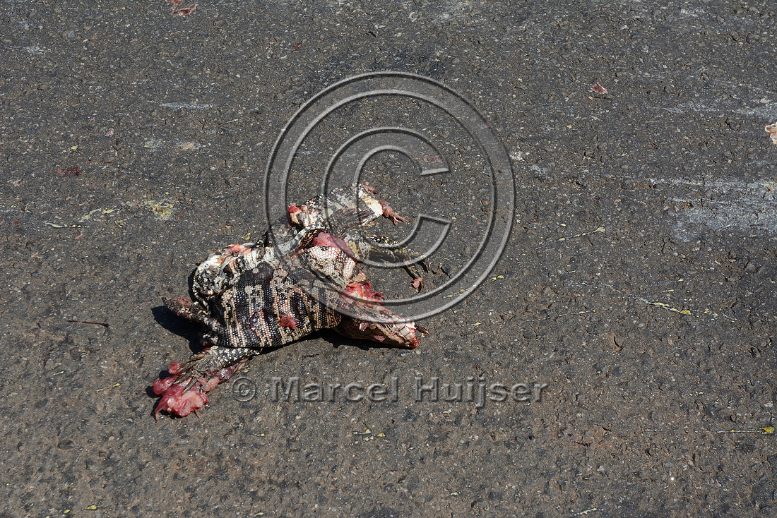 Argentine black and white tegu (Salvator merianae) roadkill with eggs smeared on pavement, SP-225 motorway, São Paulo, Brazil