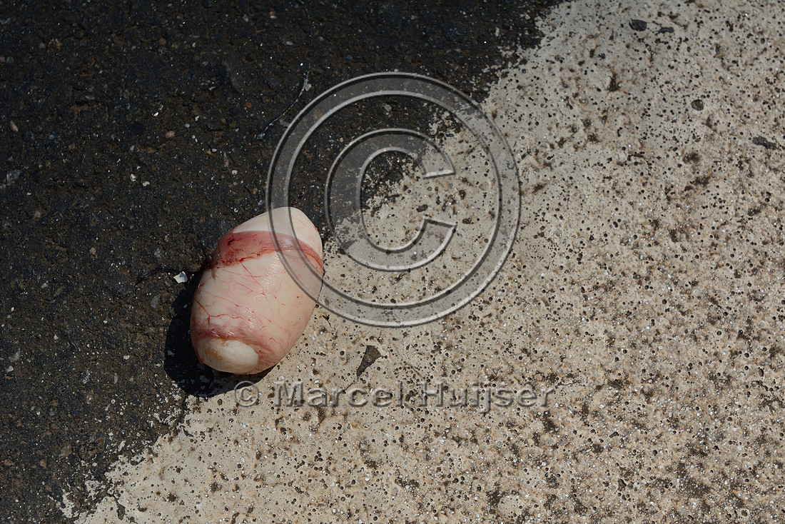 Egg from ruptured Argentine black and white tegu (Salvator merianae) roadkill, SP-225 motorway, São Paulo, Brazil