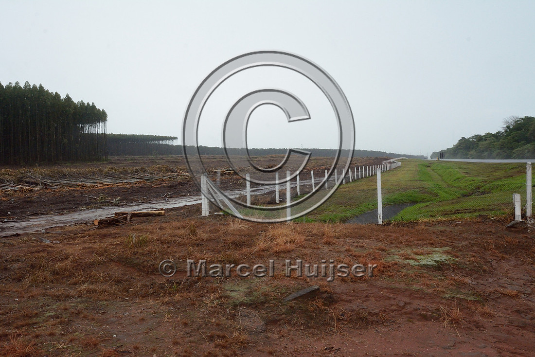 Freshly cut eucalyptus plantation next to a wildlife underpass, SP-225, near Brotas, São Paulo, Brazil